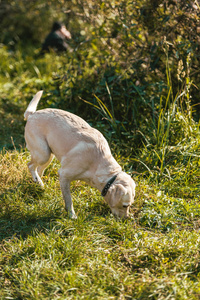 可爱的金毛猎犬在户外闻草