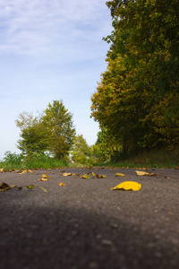 德国南部斯图加特和慕尼黑附近农村自行车道上树叶和树木的夏季颜色