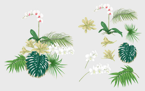 一套设计元素与热带植物棕榈叶怪物兰花。 彩色矢量插图