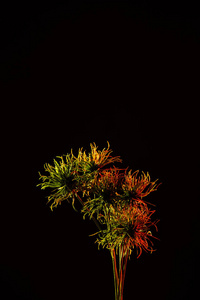 彩色图片美丽的植物与红色照明隔离在黑色。