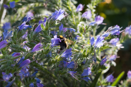 七月，在德国南部阳光明媚的日子里，你可以看到乡村小屋的花和蜜蜂的细节和颜色，还可以看到花园里的大黄蜂，有着橙色红色粉红色和蓝