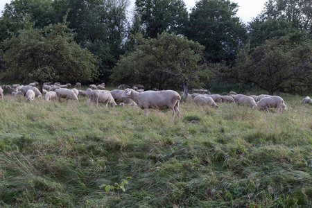在八月的夏天，你在德国南部的斯图加特附近看到了绵羊，那里有新鲜的青草，还有一些树木，有羊在吃它们的叶子