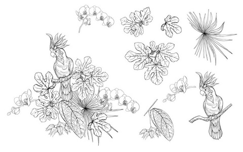 一组元素的设计与热带植物棕榈叶怪物，兰花和鸟类。 图形绘图雕刻风格。 矢量插图