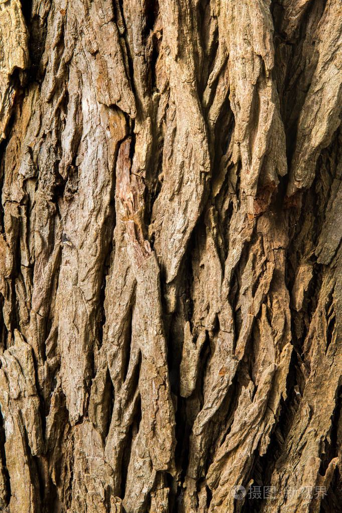 树皮背景棕色纹理乔木性质