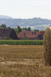 德国南部麦茬地的稻草蓓蕾，夏季，8月，斯图加特附近