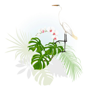 热带植物的组成，棕榈叶怪物和白色兰花与白鹭在植物学风格的矢量插图。 彩色和剪影设计