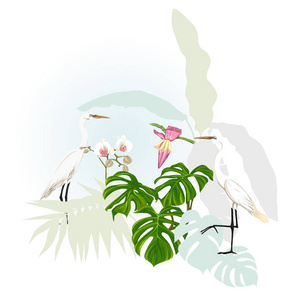 热带植物的组成，棕榈叶怪物和白色兰花与白鹭在植物学风格的矢量插图。 彩色和剪影设计