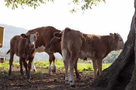 在德国南部的斯图加特附近，你看到年轻的德国奶牛在绿茵场上，有树木，十月温暖的阳光
