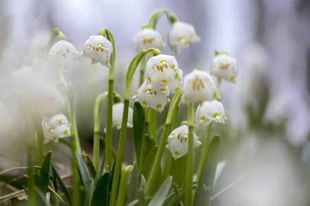 春白花早春雪花在草甸群开花植物蓝天上照片