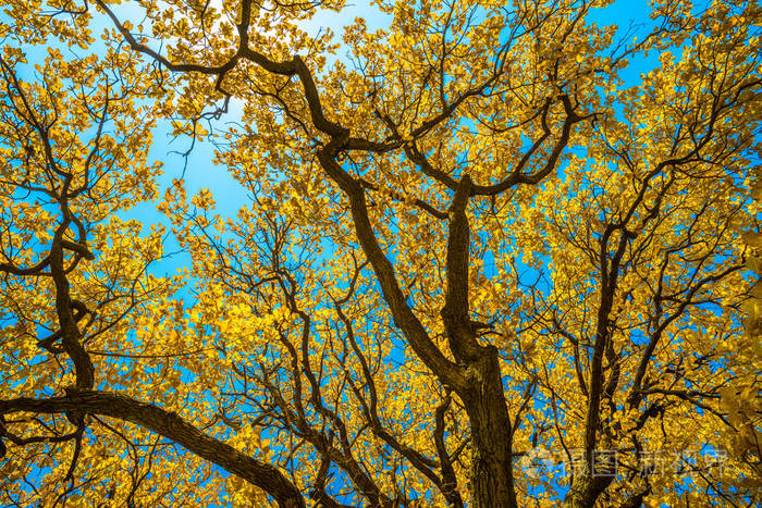 公园里的秋树 完美的秋天景色照片 正版商用图片13x7vp 摄图新视界