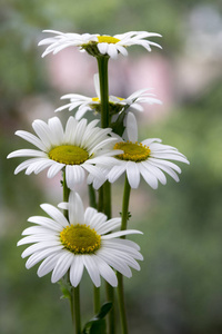 白色花瓣黄色中心盛开的野花菊花