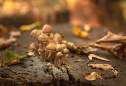  autumn mushrooms with yellow leave