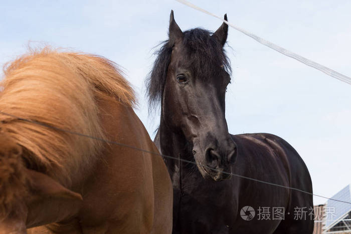 在炎热的夏季德国南部慕尼黑和斯图加特市附近的农村地区一匹黑色和