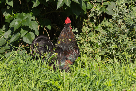 在德国南部七月阳光明媚的一天，你会看到穿着黑色棕色和灰色的鸡在绿草和灌木丛后面跑来跑去
