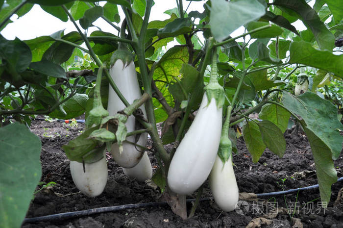 在有机土壤中一丛白茄子用滴灌生长