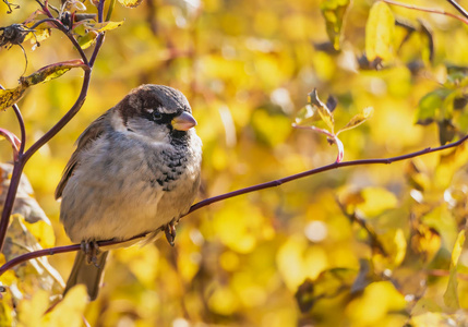 秋天，一只有趣的灰色和棕色的麻雀坐在公园的树枝上，在模糊的黄色背景上。
