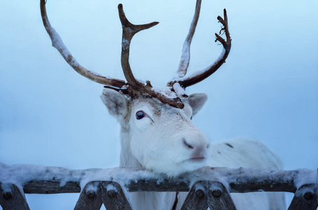 带有角的白色驯鹿的特写肖像.