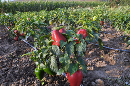 采用滴灌技术种植有机土壤中的甜椒