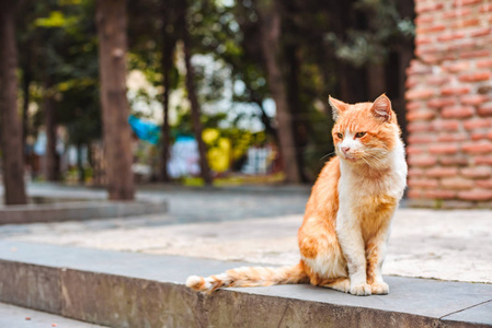 街红色无家可归的猫在修道院的院子里。