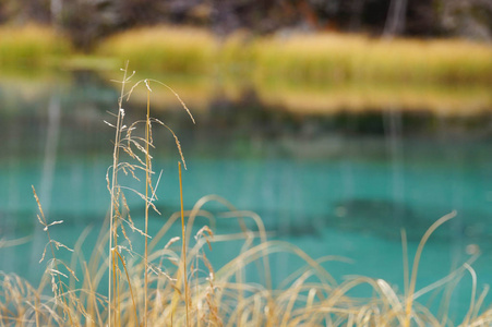 秋季阿尔泰鲁西亚间歇泉湖干草。