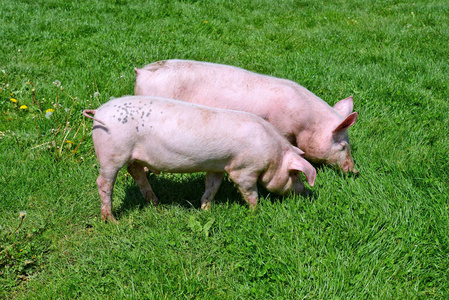 草原上的猪图片