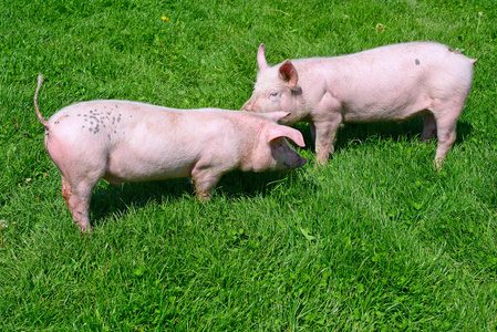 草原上的猪图片