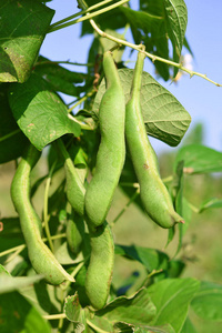 年轻的绿豆在夏天的乡村景观中。