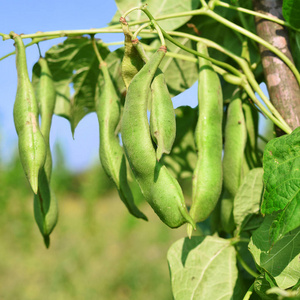 年轻的绿豆在夏天的乡村景观中。