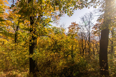 乌克兰LVIV背景上的秋树