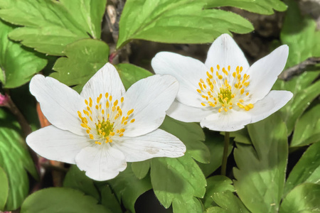 春天森林里有两朵白色的花。