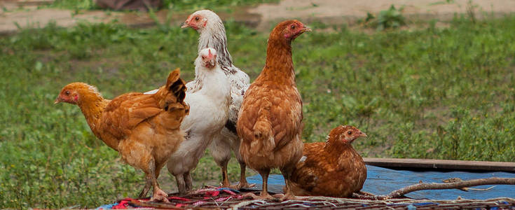 自由放养的鸡漫游在院子里一个小农场