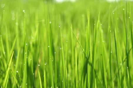 露水在新鲜的绿草上，在早晨的绿色季节滴着水滴。 美女波克。 抽象模糊的背景。 自然背景。 纹理。具有良好环境概念的稻田。 复制空
