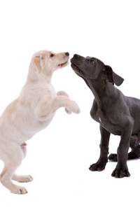  white swiss shepherd and great dane playing together