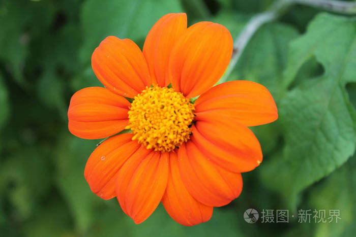 中国橙色绣球花在绿色孤立的背景上