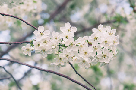 樱桃花框架