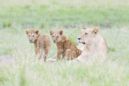 狮子潘蒂拉狮子座躺在大草原上，有两只小幼崽，马赛马拉肯尼亚
