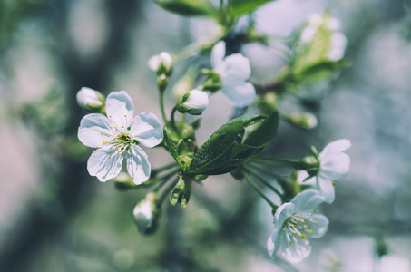 樱桃花框架