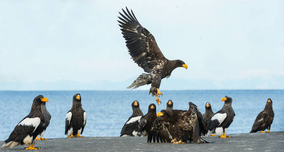 s sea eagles over blue sky and ocean background. Scientific name