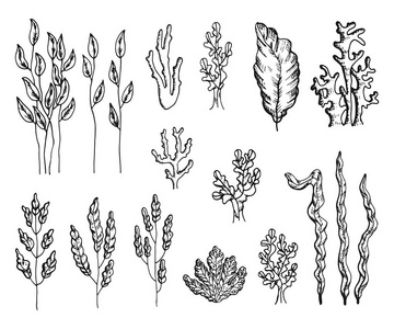 螺旋藻面图片-螺旋藻面素材-螺旋藻面插画-摄图新视界