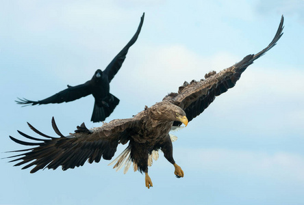乌鸦和白色尾鹰在飞行。 科学名称白戟天，又称欧亚海鹰和白尾海鹰。