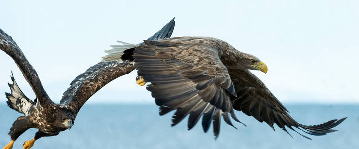 成年白尾鹰在飞行。 蓝天和海洋背景。 科学名称白戟天，又称欧亚海鹰和白尾海鹰