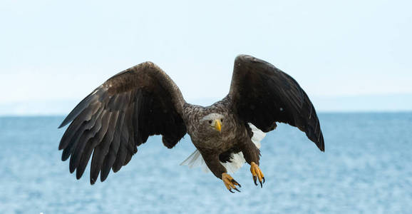 成年白尾鹰在蓝天和海洋背景下飞行。 科学名称白戟天，又称欧亚海鹰和白尾海鹰