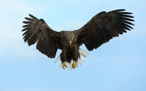 成年白尾鹰在蓝天背景下飞行.