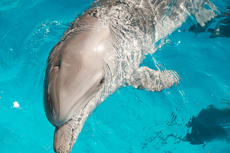 蓝色水中快乐微笑宽吻海豚的肖像。 海豚辅助治疗