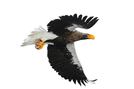 s sea eagle in flight. Scientific name Haliaeetus pelagicus. Is