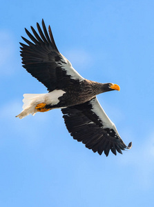 s sea eagle in flight. Scientific name Haliaeetus pelagicus. Bl