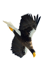 s sea eagle in flight. Scientific name Haliaeetus pelagicus. Is