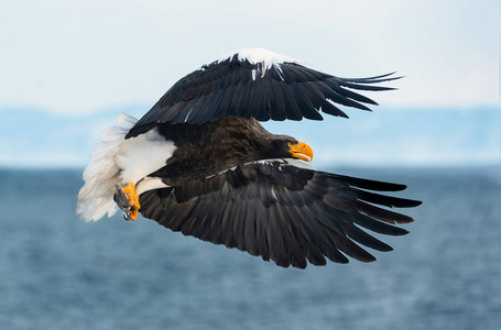 s sea eagle in flight. Scientific name Haliaeetus pelagicus. Bl