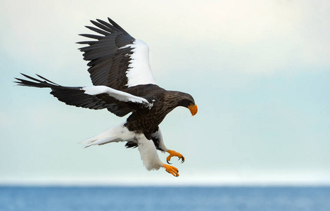 s sea eagle in flight. Scientific name Haliaeetus pelagicus. Bl