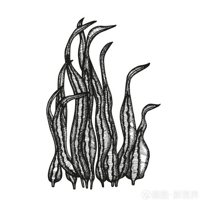 藻类食品水族馆水下轮廓矢量深水物体